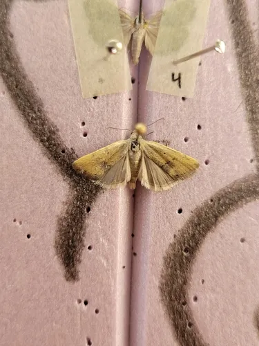 Ponometia tortricina