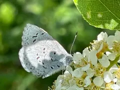 Cherry Gall Azure thumbnail 4