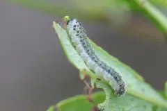 Spiny Ash Sawfly thumbnail 2