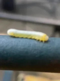 Brownheaded Ash Sawfly thumbnail 4