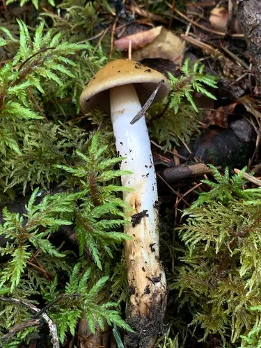 Cortinarius vernicosus