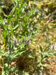 Maltese star-thistle thumbnail 3