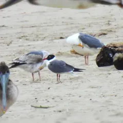 Laughing Gull thumbnail 2