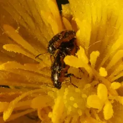 Banded Leaf Beetle thumbnail 4