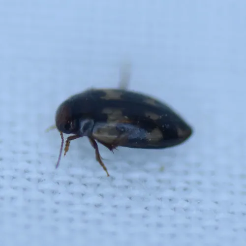 Hydroporus Diving Beetle
