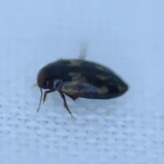 Hydroporus Diving Beetle thumbnail 1