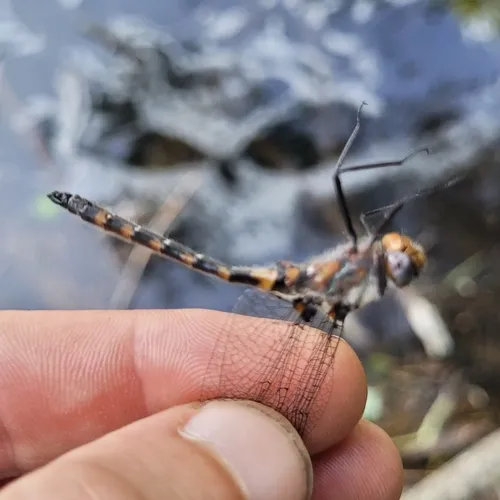 Uhler's Sundragon