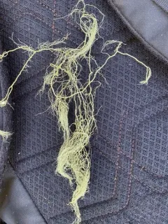 Vancouver Witch's Hair Lichen thumbnail 3