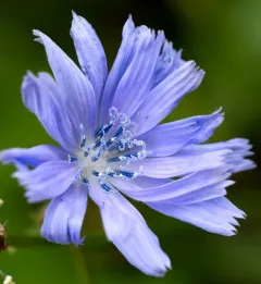 chicory thumbnail 5