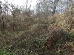 Thicket Bean thumbnail 2