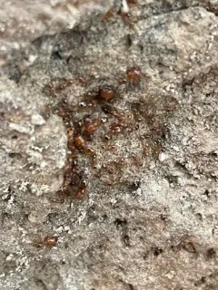 California Big-headed Ant thumbnail 3