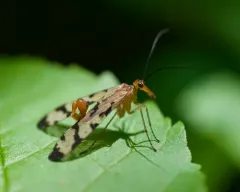 Hooded Scorpionfly thumbnail 2