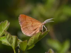Broad-lined Erastria Moth thumbnail 4