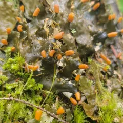 carpet pelt lichen thumbnail 4