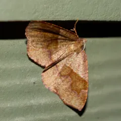 Barred Umber thumbnail 4