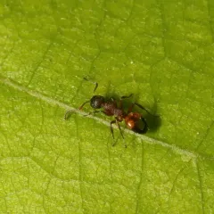 Mottled Odorous Ant thumbnail 3
