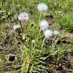 prairie false dandelion thumbnail 4