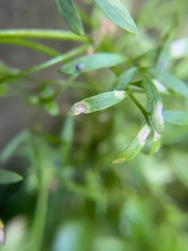 Entyloma floerkeae