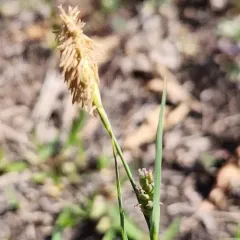 Mead's Sedge thumbnail 4
