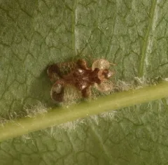 Walnut Lace Bug thumbnail 4