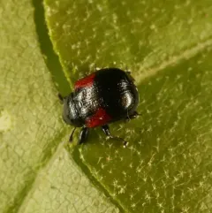 Red-shouldered Leaf Rolling Weevil thumbnail 3