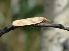 Sparganothis vocaridorsana thumbnail 2
