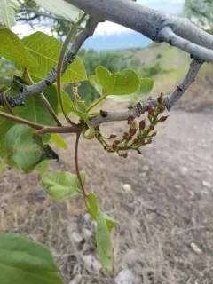 Pistachio thumbnail 2