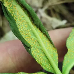 Jack-in-the-Pulpit Rust thumbnail 4