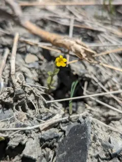 Stalk-leaved Monkeyflower thumbnail 2