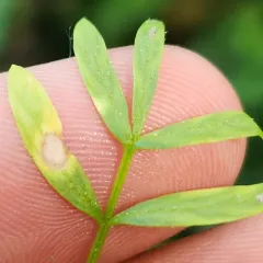 Entyloma floerkeae thumbnail 4