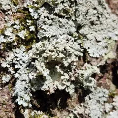 powdered ruffle lichen thumbnail 3