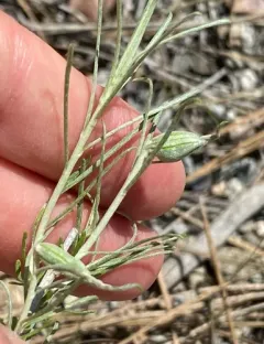 Rabbitbrush stem gall moth thumbnail 3