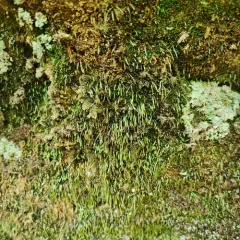 Norway bryoxiphium moss thumbnail 3