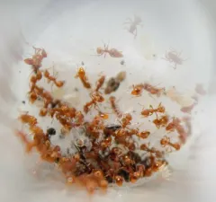 Pergande’s Mustache Ant thumbnail 2