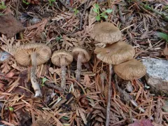 Inocybe moravica thumbnail 1