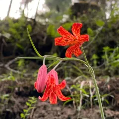 scarlet fritillary thumbnail 2