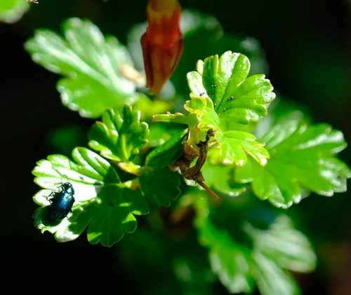 Altica napensis