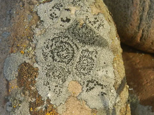 Concentric Map Lichen