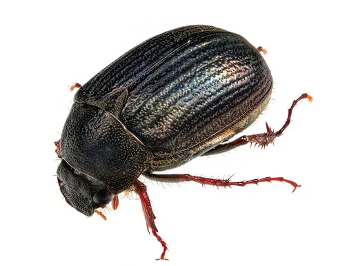 Harvest June Beetle