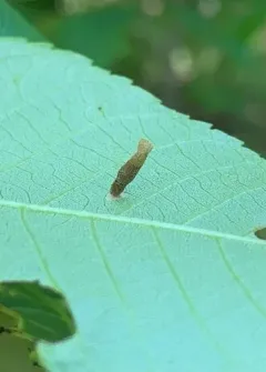 Pecan Cigar Casebearer thumbnail 2