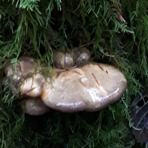 Late Oyster