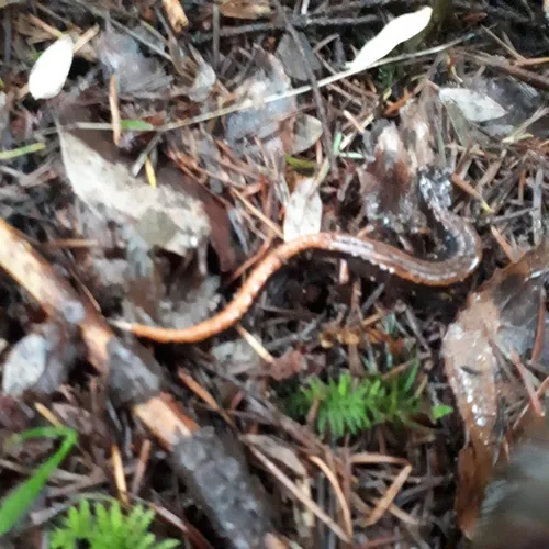 Western Red-backed Salamander
