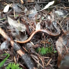 Western Red-backed Salamander thumbnail 1