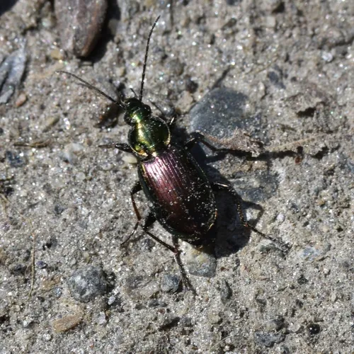 Elegant Purple-green Agonum Beetle