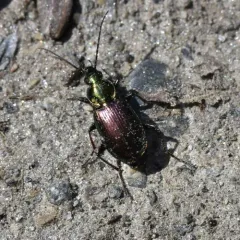 Elegant Purple-green Agonum Beetle thumbnail 1