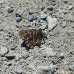 Bog Elfin thumbnail 1