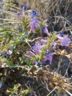 Sharpleaf Penstemon thumbnail 4
