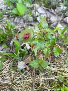 Taphrina carnea thumbnail 2