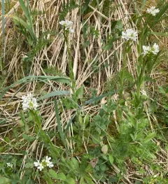 Eschscholtz's hairy rockcress thumbnail 2