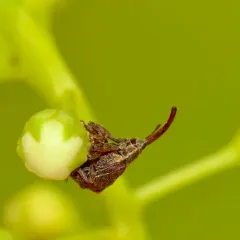 Apple curculio thumbnail 4